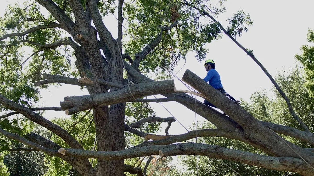 Professional Hazardous Tree Removal performed by certified arborists in Ellaville