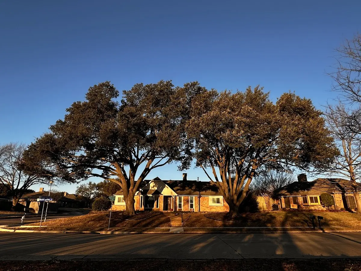 Established residential canopy tree shading a home in Ellaville